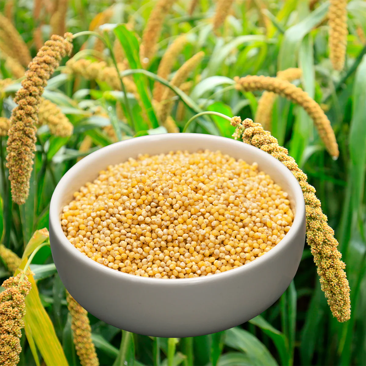 MILLETS